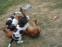 Ayla met pups