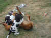 ay-pups-g.jpg (52777 bytes)