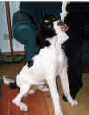 hond2 kopie.jpg (28212 bytes)