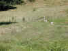 hondbez_wei2.jpg (47917 bytes)