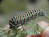 rups.JPG (28322 bytes)