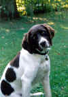 hond5 kopie.jpg (60806 bytes)