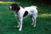 hond4 kopie.jpg (77922 bytes)