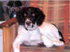 hond1 kopie.jpg (40230 bytes)