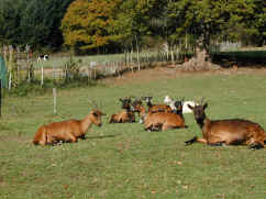 de geiten