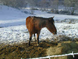 Monique, de grote pony
