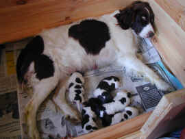 Tjitske met 5 pups
