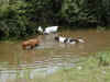 tj-ay-bo-water.JPG (419926 bytes)