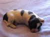 pup3_wk2.jpg (33766 bytes)