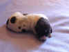 pup6_wk2.jpg (33585 bytes)