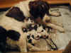 pups7.jpg (36795 bytes)