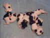 alle_pups.jpg (25925 bytes)