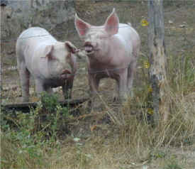 de varkens